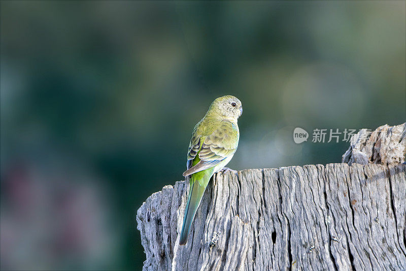 红作鹦鹉(Psephotus haematonotus)